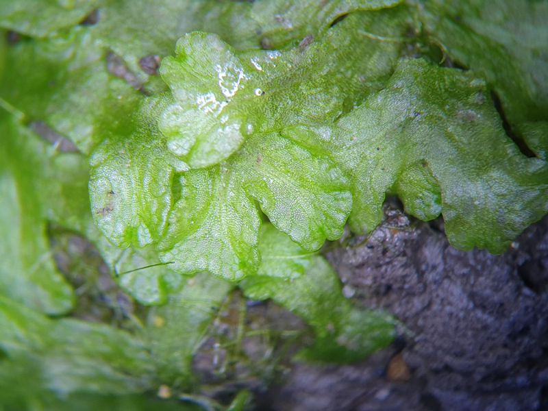 Riccia rhenana